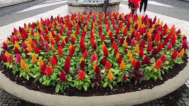 Portugal : Açores (Ponta Delgada)