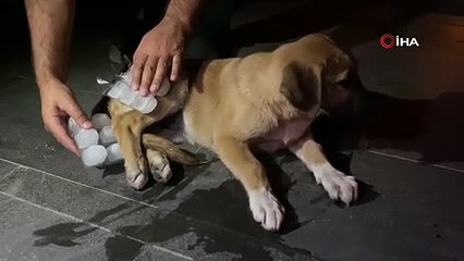 Otomobilin Çarptığı Yavru Köpeğe Mahalleli Sahip Çıktı!