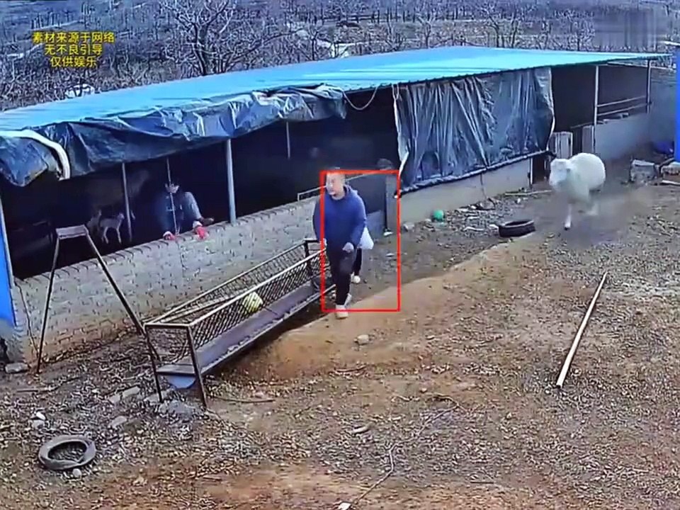 缺德动物行为大赏~