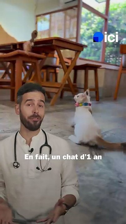 Âge des chats : comment calculer leur équivalent humain