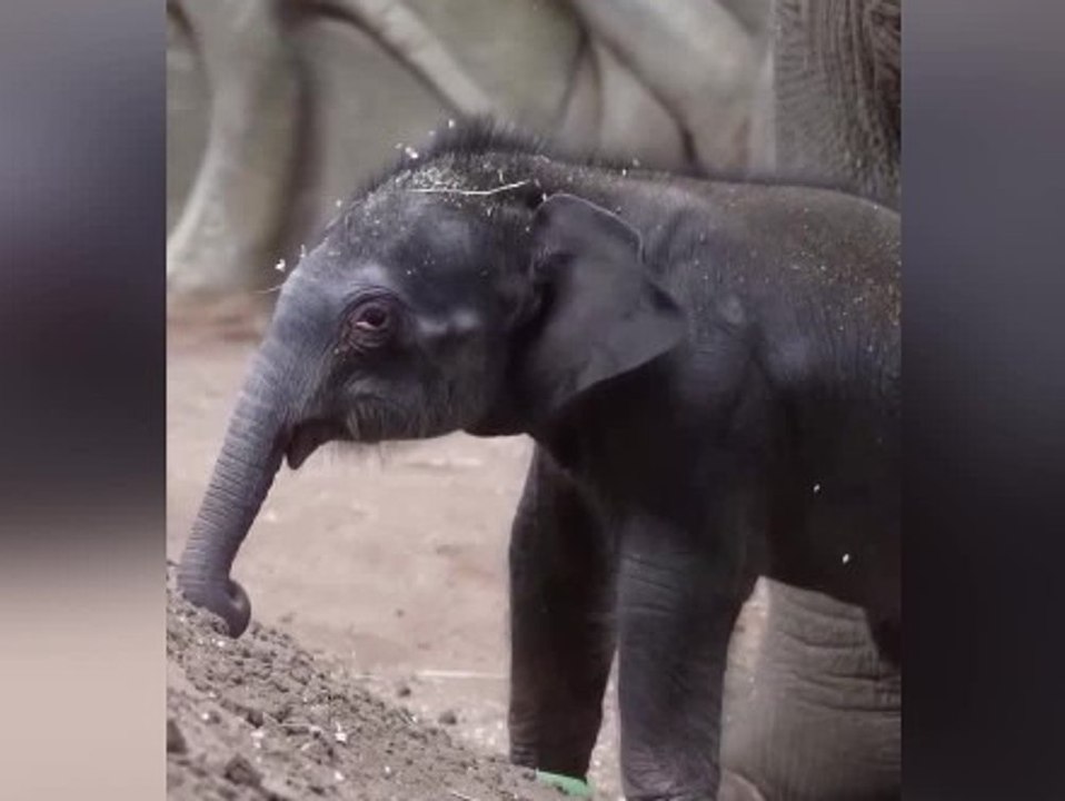 100 kilo schweres baby: elefantendame bekommt nachwuchs