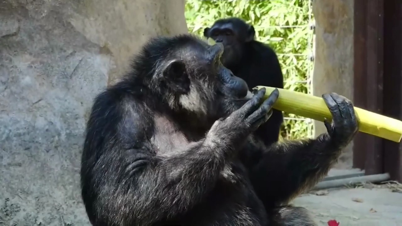 Los animales del Zoo de Barcelona también hacen frente al calor extremo con helados