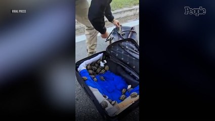 Man Arrested as 600 Baby Tortoises are Found Inside Suitcases on Bus in Brazil