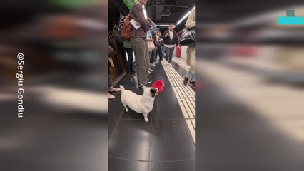 Barcelona Pup Becomes Patient Passenger at Metro Station