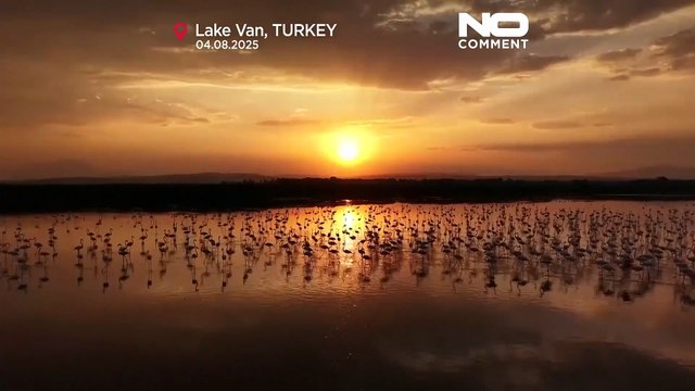 Flamingos return to Lake Van during seasonal migration