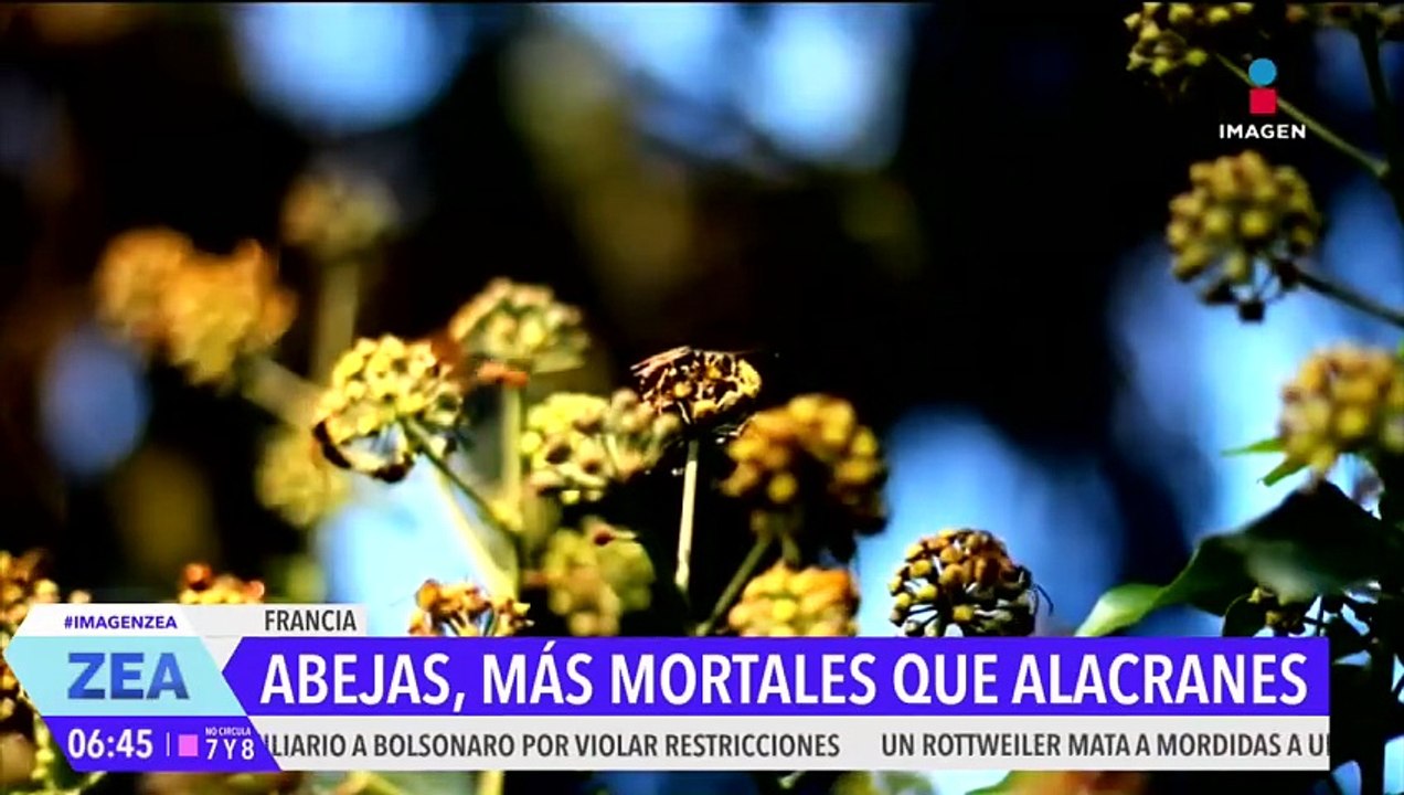 Las abejas: los insectos más mortales en México | Noticias con Francisco Zea