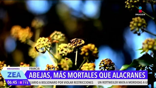 Las abejas: los insectos más mortales en México | Noticias con Francisco Zea