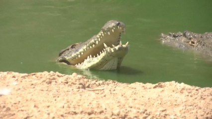 Israel sacrifica a unos cocodrilos porque ponían en peligro a los residentes y sufrían maltrato