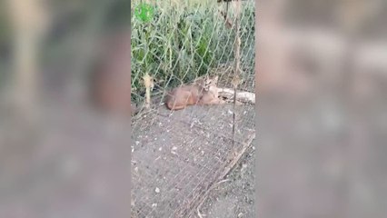 Atrapan al fin al animal salvaje que casi nadie conoce y llevaba 16 días vagando por Cádiz