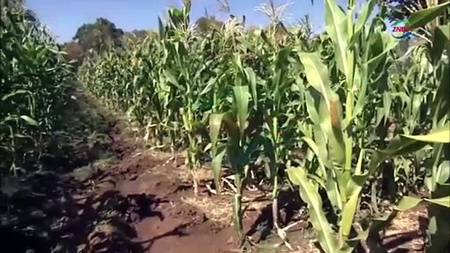 Livingstone Farmers Adapt with New Crops and Methods as Climate Change Bites : Zambia News