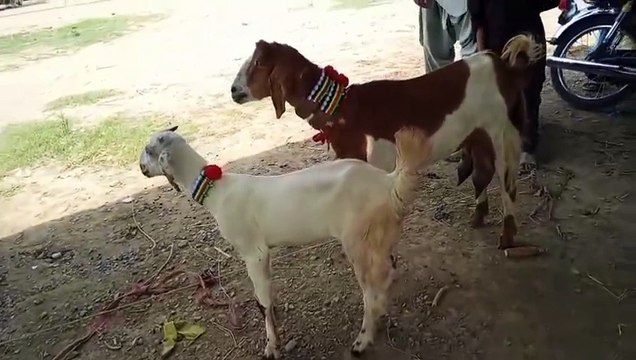 Cross Breed Goat/Beetal Goat/Rajanpuri Ablak Bakri/Milk goat/Pure White Goat/Healthy Goat/Cute Goat