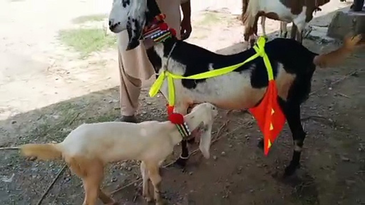 Cross-Breed Goat/Beetal Goat/Rajanpuri Ablak Bakri/Milk goat/Pure White Goat/Healthy Goat/Cute Goat