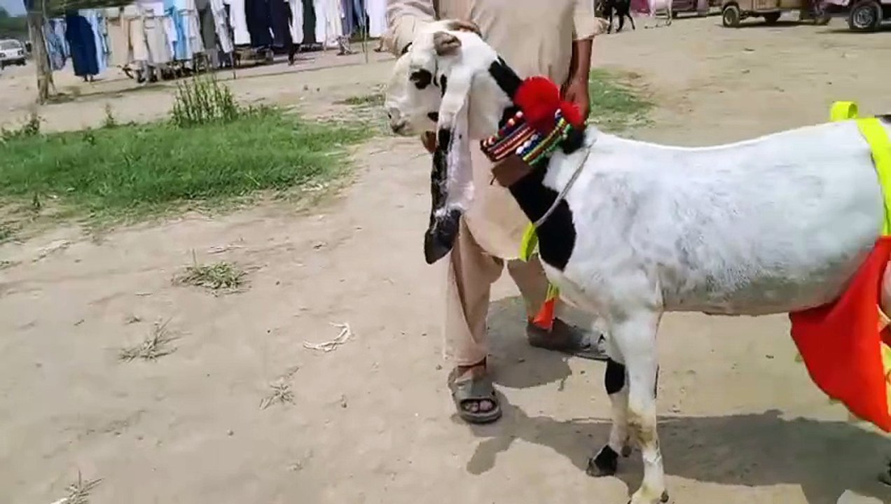 Rajanpuri Goat/Beetal Goat/Rajanpuri Ablak Bakri/Milk goat/Long-ear Goat/Healthy Goat/Cute Goat