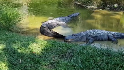 Analizan directrices y protocolos para manejo del cocodrilo en Puerto Vallarta