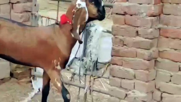 Nagra Beetal Goats/Beetal Goats/Ablak Print Goats/Healthy Goats/Pure Breed Goats/Young Goats/Cute