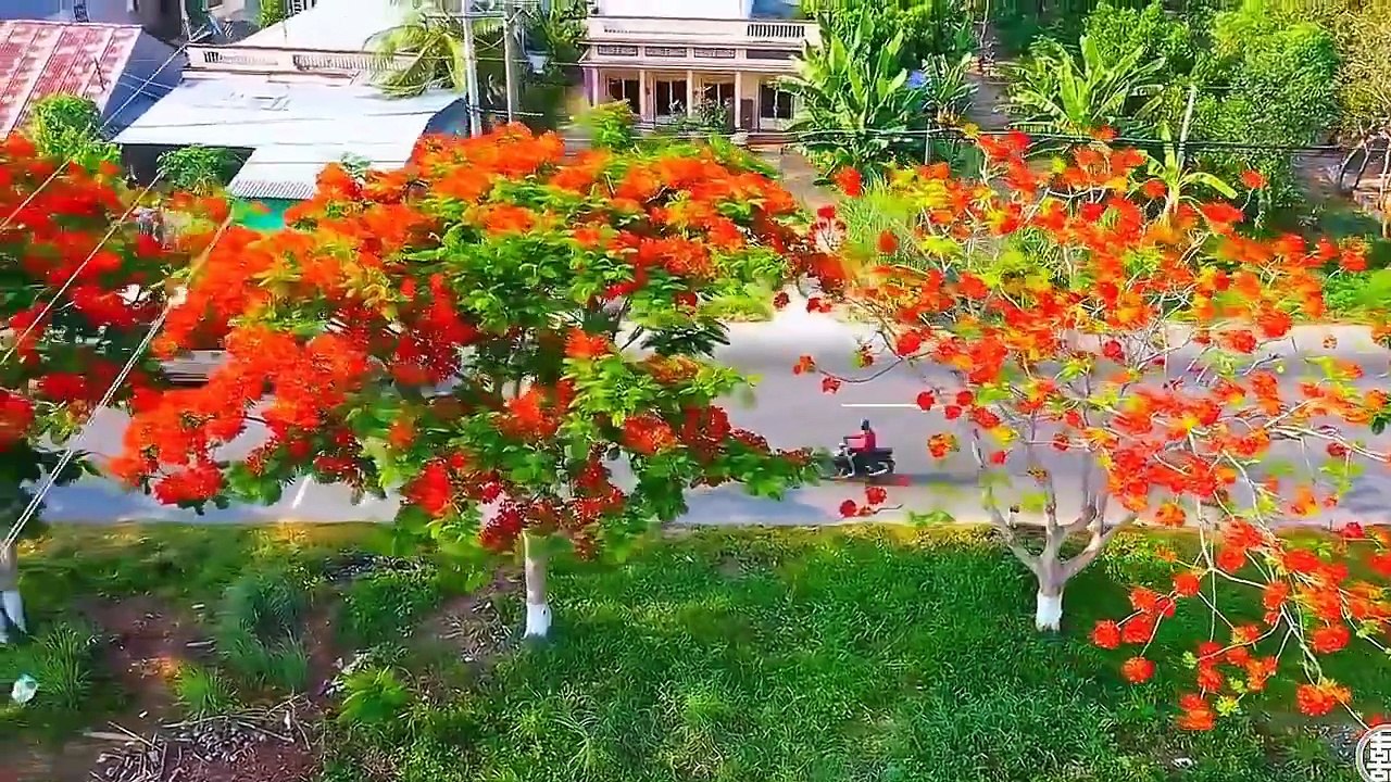 Ambient music - Sức mạnh chữa lành từ thiên nhiên _Mùa hạ nồng nàn gọi những đam mê_