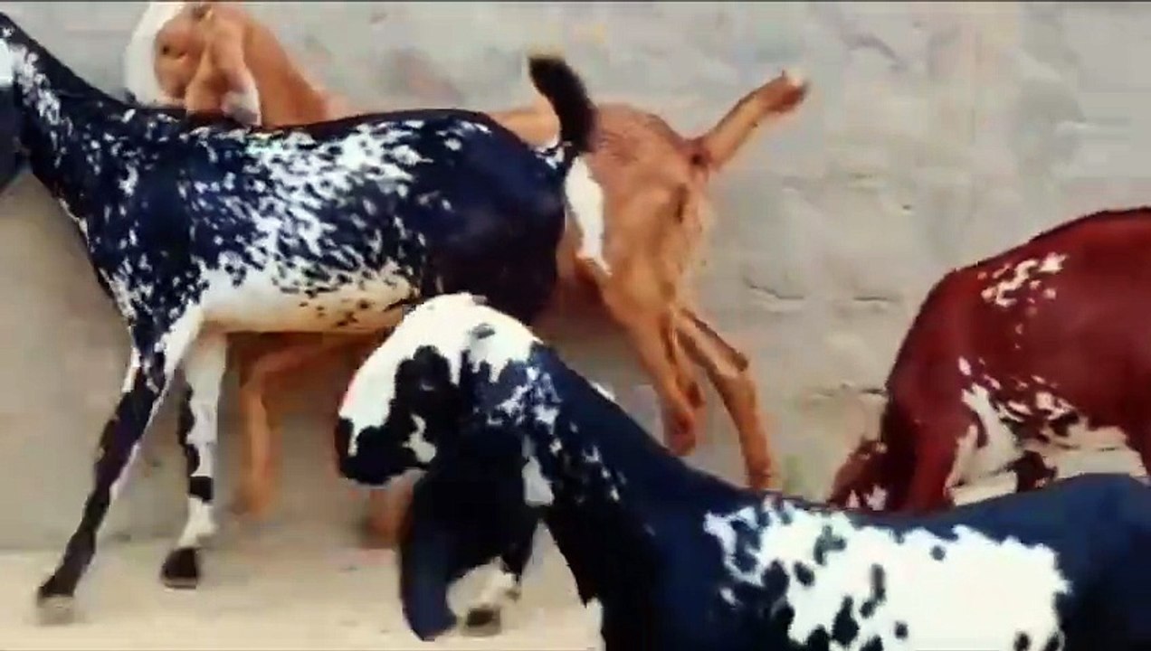 Nagra Beetal Goats/Beetal Goats/Ablak Print Goats/Healthy Goats/Pure Breed Goats/Young Goats/Cute