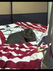 Dafult Cat Behavior 😻 Funny Cat Videos