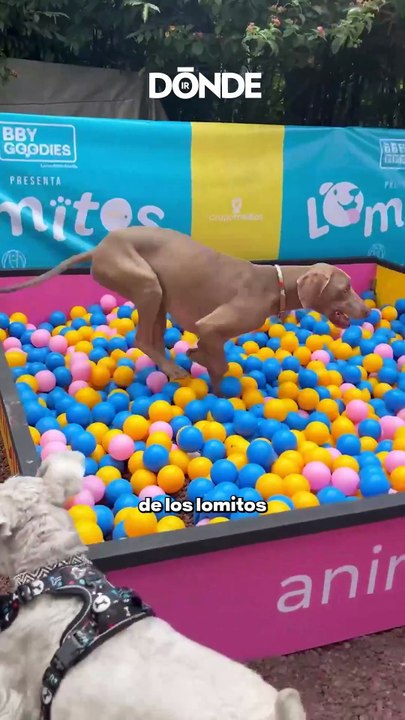 Festival Lomitos Dónde Ir