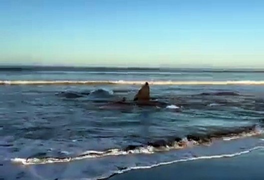 4 whales washed ashore by the current tsunami in Japan_ Hirasuna_ Chiba _July 30_ 2025