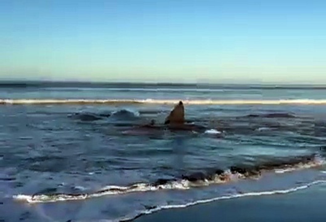 4 whales washed ashore by the current tsunami in Japan_ Hirasuna_ Chiba _July 30_ 2025