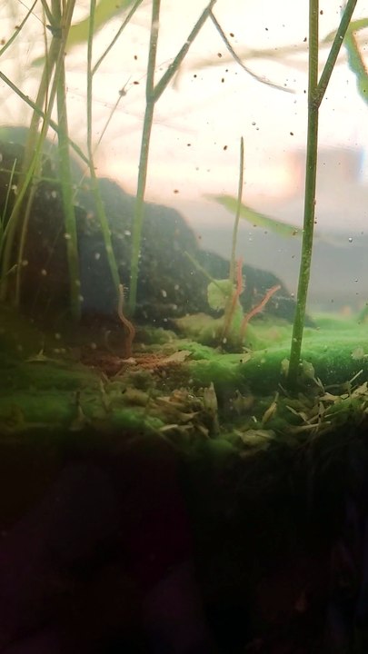 5 Years After Putting Pond Water and Pond Muck In a Sealed Jar