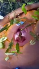 A close-up view of a large snail eating duckweed.