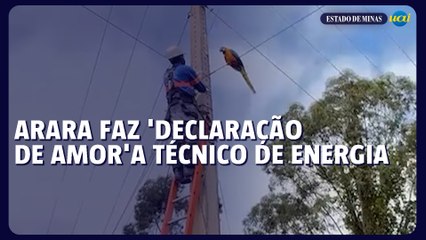 Arara faz 'declaração de amor' a técnico de energia e viraliza nas redes