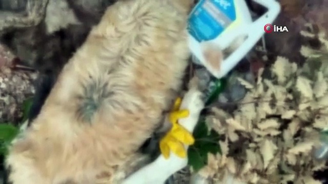 Gümüşhane’de barınak olayının ardından ormanlık alanda ölü köpekler bulundu
