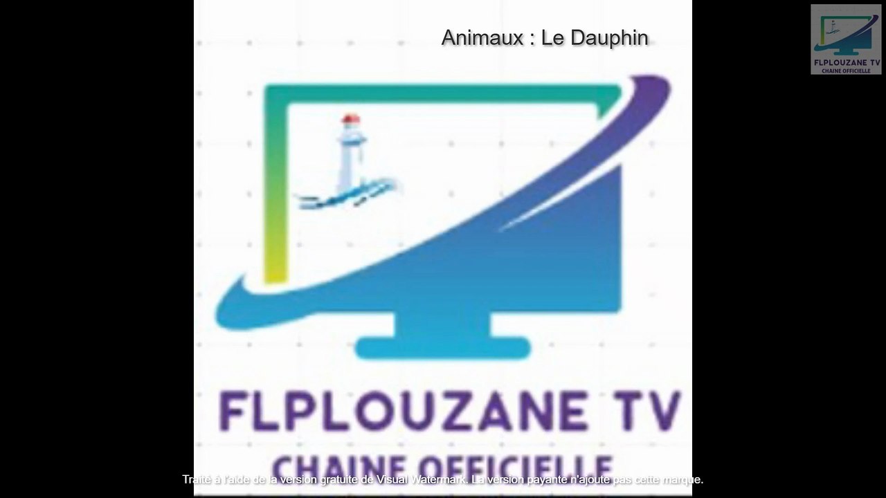 Animaux : Le Dauphin