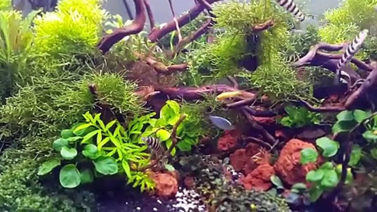 Planted aquarium 18