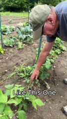 Saving Green Beans #garden #organic #homesteading #greenbeans