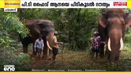 പാലക്കാട് പി. ടി ഫൈവ് ആനയെ പിടികൂടനായുള്ള നടപടികൾ അടുത്ത ദിവസം ആരംഭിക്കും