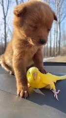 Heart-Touching Pet Moments | Trending Animal Video 2025