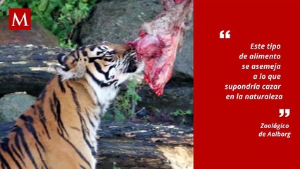 ¿Donar mascotas vivas al zoológico? La polémica decisión en Dinamarca