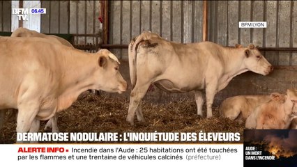L'inquiétude des éleveurs de bovins face à la contagion de dermatose nodulaire