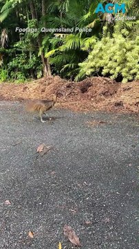 Death of juvenile cassowary prompts fishing warning in Queensland