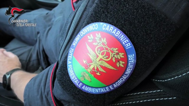 Palermo, tentano di incendiare 500 chili di cavi di rame nel bosco di Billiemi: arrestati due uomini