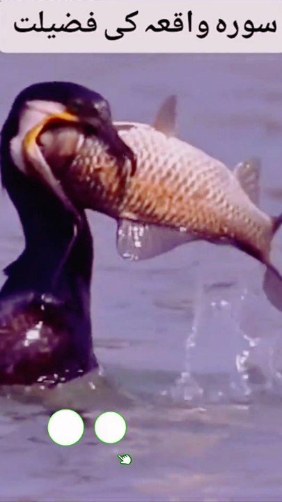 ‏رسول الله ﷺ نے فرمایا: صدقہ مال کو کم نہیں کرتا، اور معاف کرنے اور درگزر کرنے سے الله تعالیٰ بندے کی عزت بڑھاتا ہے. اور جو کوئی الله تعالیٰ کے لئے عاجزی و انکساری اختیار کرتا ہے، الله تعالیٰ اس کا رتبہ بلند فرما دیتا ہے.♥♥️♥️♥️♥️♥️♥️♥️♥️♥️♥️