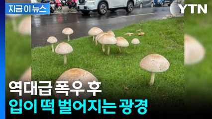 수십 개가 한꺼번에...역대급 폭우 뒤 나타난 현상 [지금이뉴스] / YTN