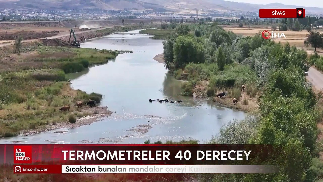 Sivas'da sıcaktan bunalan mandalar çareyi Kızılırmak'ta buldu