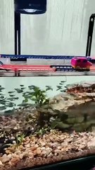 Promener ses poissons