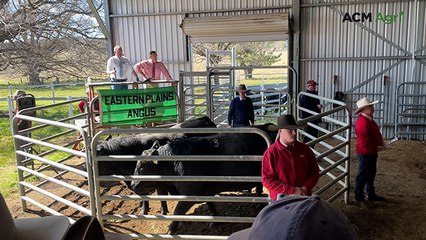Top-selling bull at Eastern Plains Angus, August 6