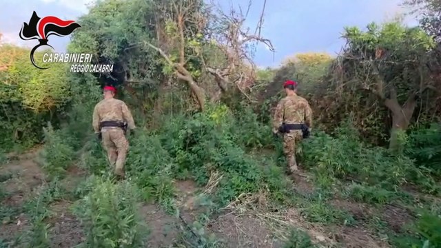 Reggio Calabria, scoperta piantagione di marijuana: 2 arresti