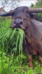 بفرس برای همونی که دوس داری بخنده 😁🐮   #خنده #اکسپلور #گاو #خندهدارترین #طنز #کلیپ #ایران