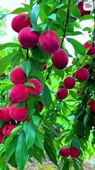 आत्मा की परिभाषा || आचार्य प्रशांत