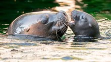 Mähnenrobbe im Tiergarten Schönbrunn bekam Nachwuchs