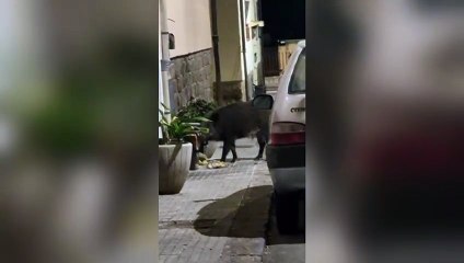 Strage di spazzatura "differenziata": allarme cinghiali a Rizzeddu