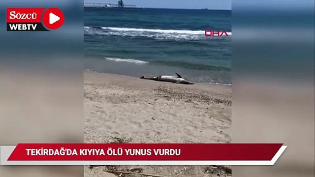 Tekirdağ'da kıyıya yunus vurdu
