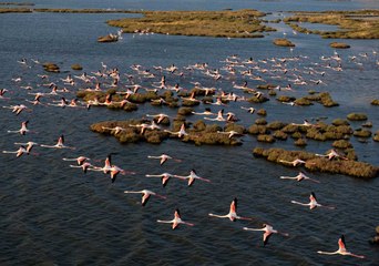 Gediz Deltası'nın renkli misafirleri: Meşhur pembe rengi böyle alıyorlar